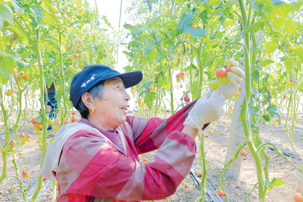 淮安洪泽：番茄俏销成为农民增收“致富果”