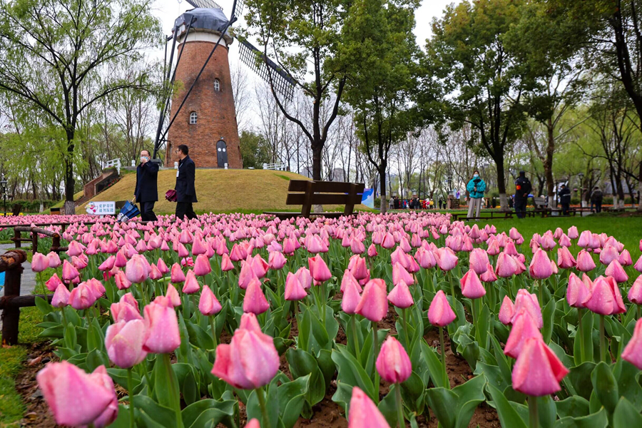 第五届绿博园郁金香节开幕。建邺区委宣传部供图