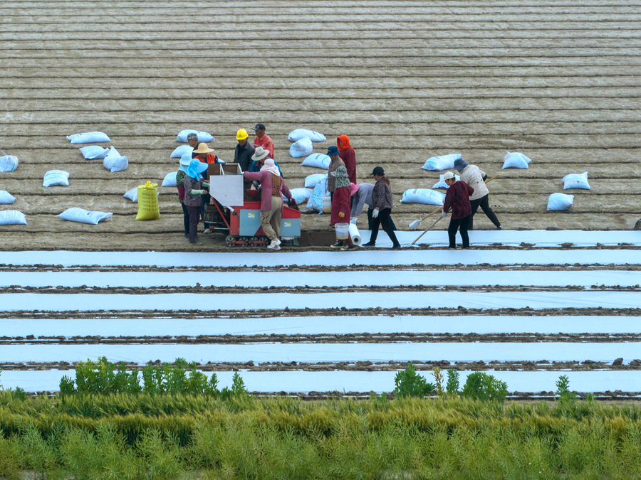 农民在田里育水稻秧苗。周社根摄