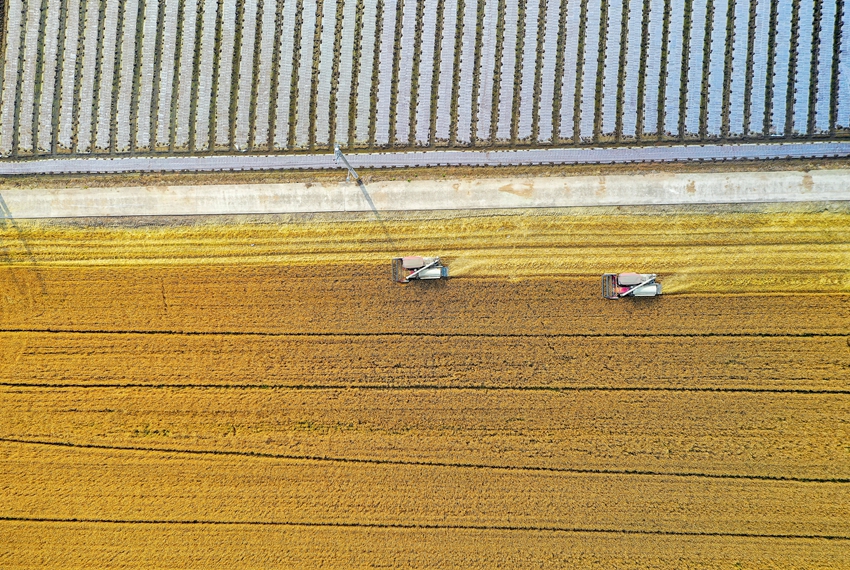 一三家庭农场里小麦正在收割。盛义摄