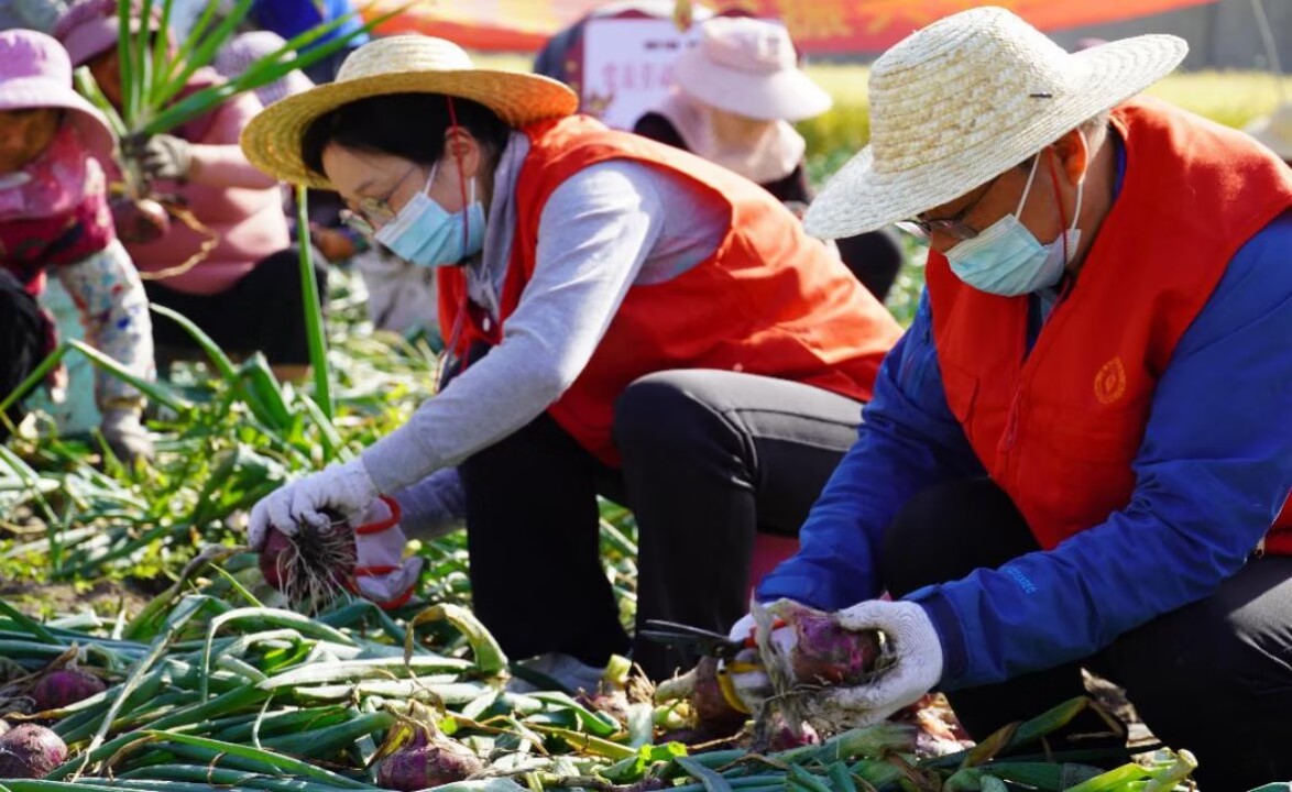 党员志愿者协助村民采收洋葱。大丰烟草供图