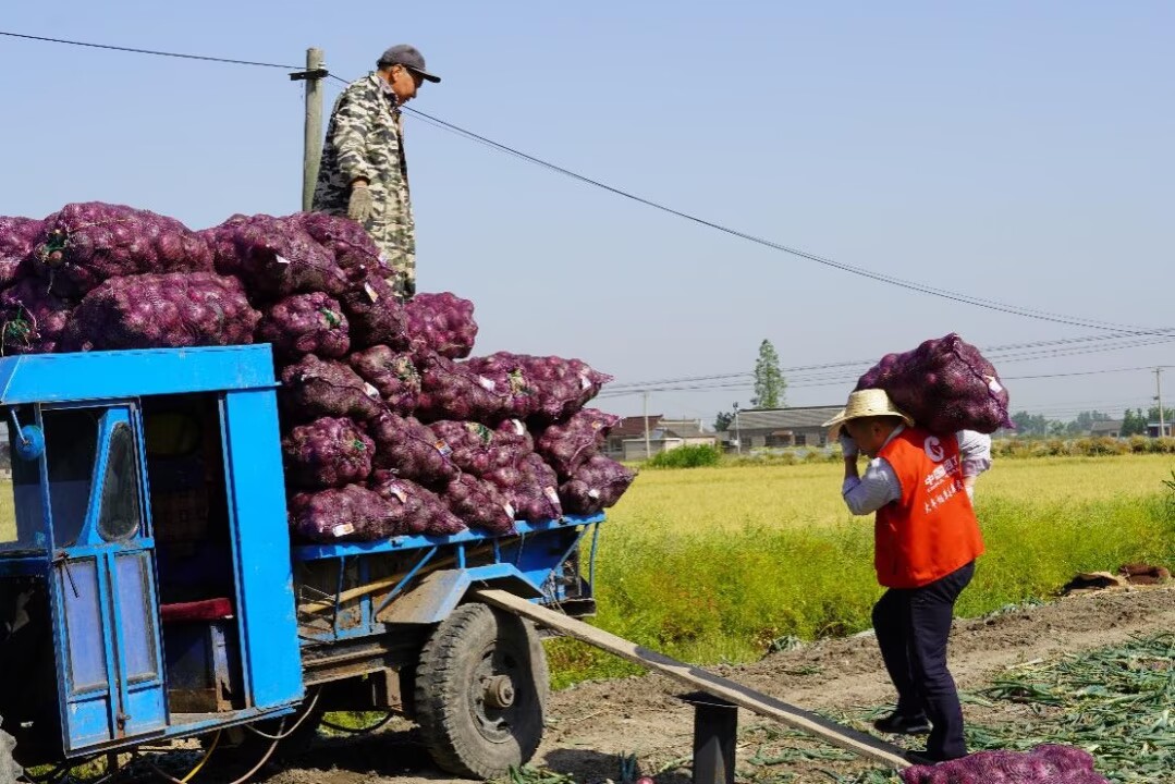 党员志愿者将洋葱装车。大丰烟草供图