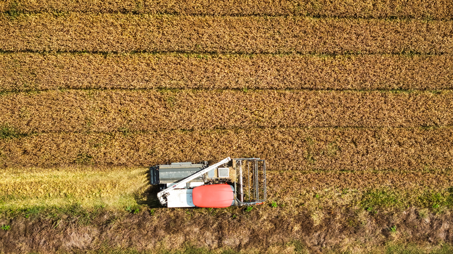 田野间，收割机来回穿梭。刘列摄