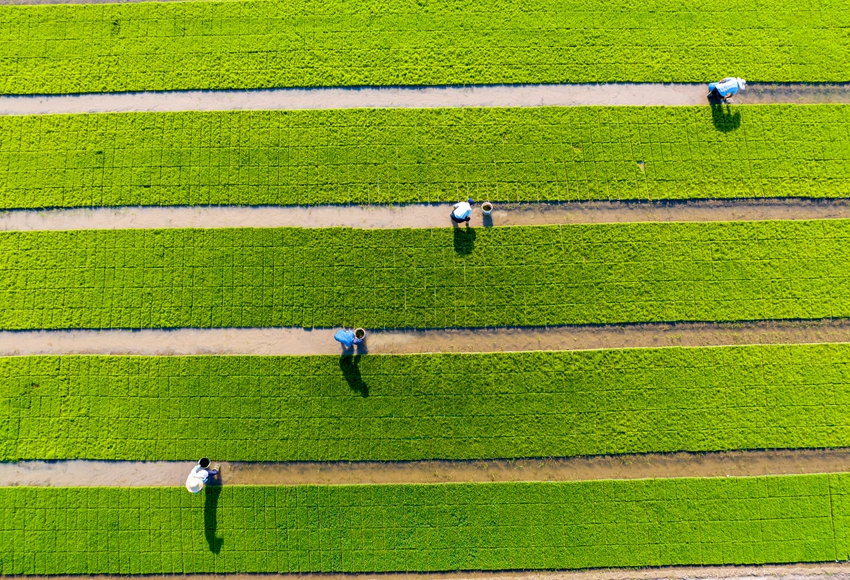 车桥镇高标准农田里农户正在进行水稻秧苗管护。纪星名摄