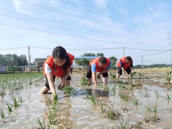 志愿者早稻插秧现场。王军摄