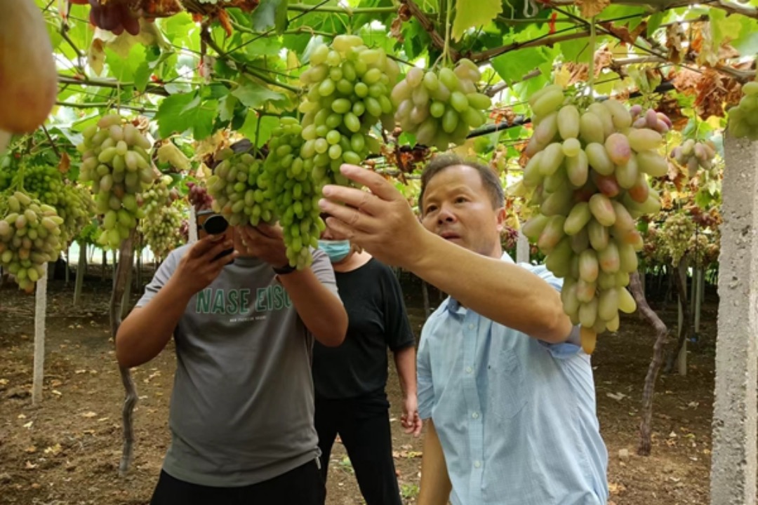 镇江市农业科学院专家指导农户种植葡萄。句容烟草供图