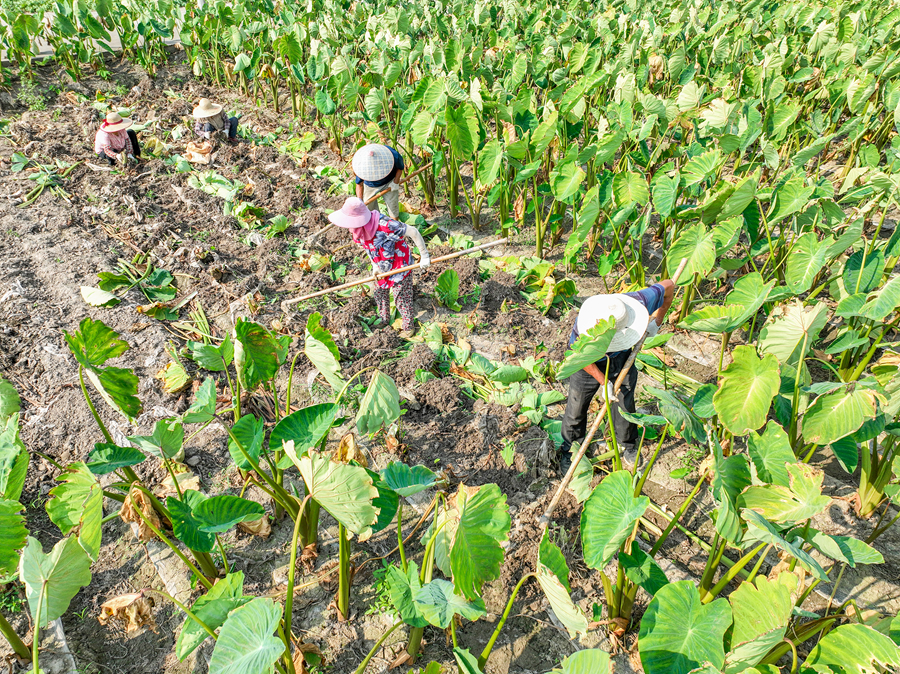 农民在田间采挖香沙芋。盛义摄