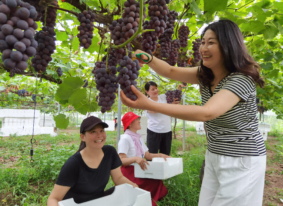 游客体验采摘葡萄。灌南县委宣传部供图