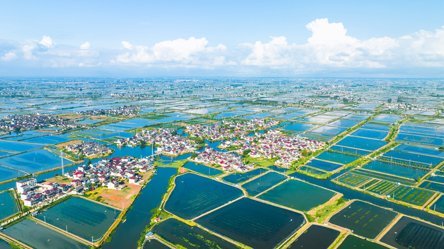 航拍兴化市大闸蟹养殖基地。周社根摄