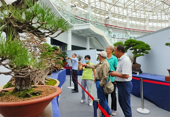 国际盆景大会年度主展览在江苏沭阳举办