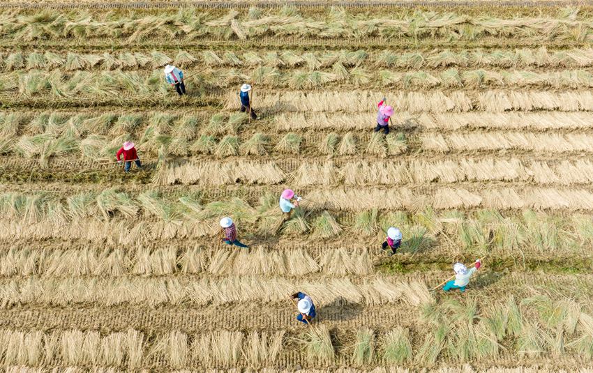 农民翻晒收割后的稻草。周社根摄