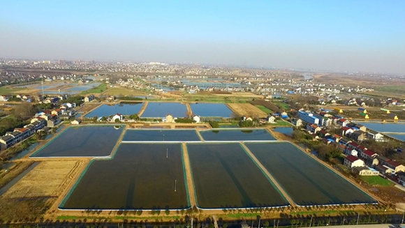 常州市孟河镇银河村江蟹生态养殖基地航拍。徐君摄