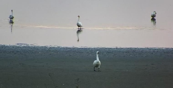 小天鹅在湖畔嬉戏。马洲岛监控截图
