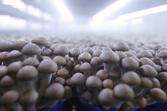在菌菇生育室，每种菌菇都有适合自己生长的温度、湿度、光照。裴成摄