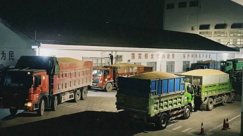 秋糧歸倉 江蘇累計收購稻谷149.7億斤