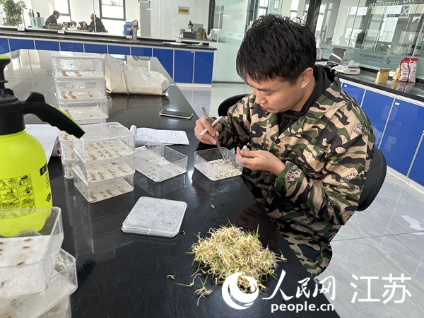 中江种业工作人员正在检测种子发芽率。人民网 周梦娇摄