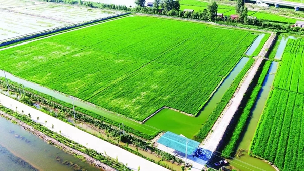 罗桥镇万亩有机稻生态循环基地。阜宁县委宣传部供图