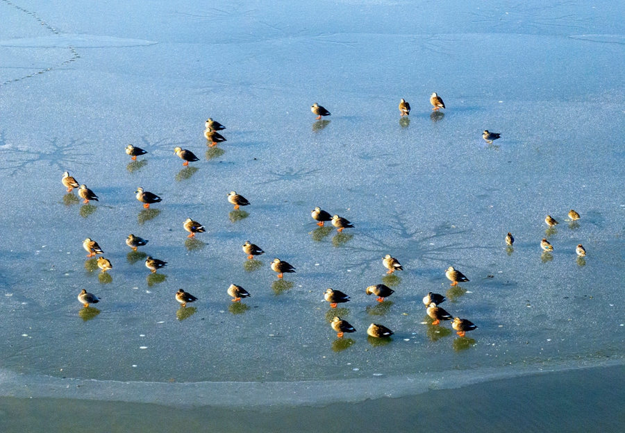斑嘴鸭为冬日冰面增添一抹亮色。史道智摄