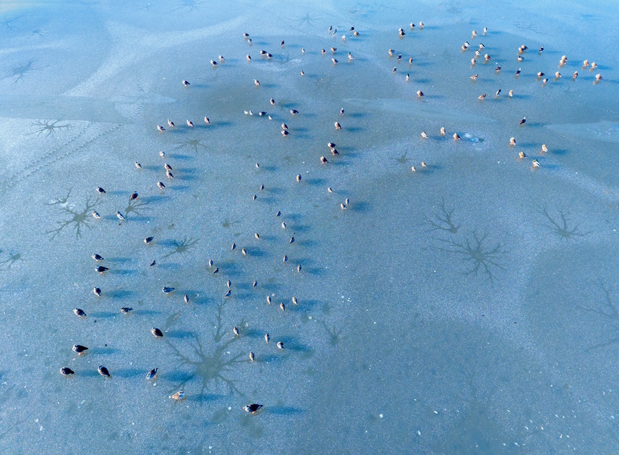 冰面上的“潮汐树”和斑嘴鸭相映成趣。史道智摄
