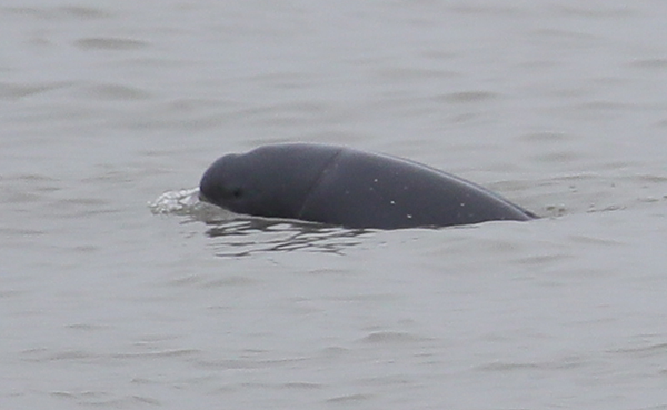 江豚TJ-1浮出水面。长江江豚调查队供图