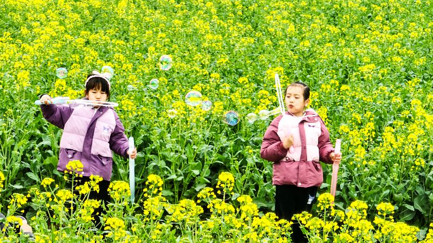 游客畅享油菜花景。高淳区融媒体中心供图