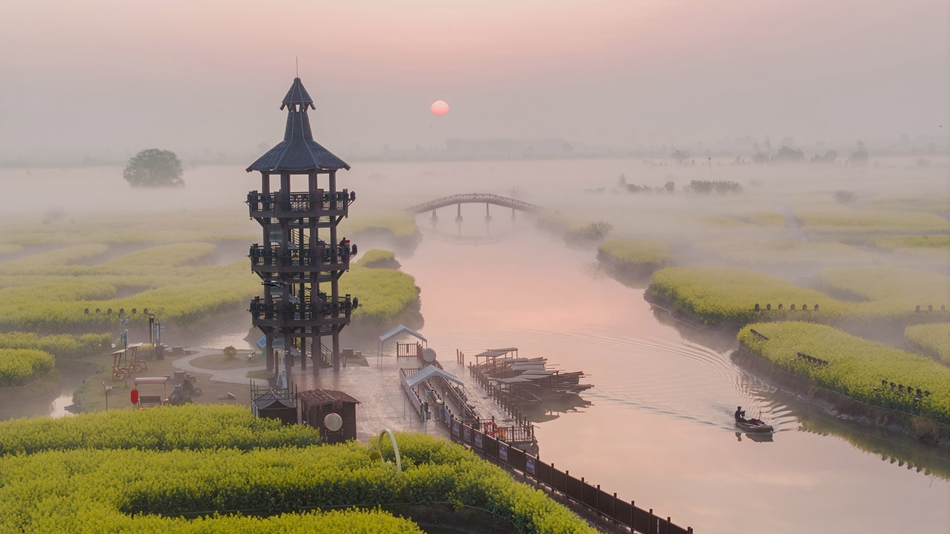 千垛菜花景区雾景。周社根摄