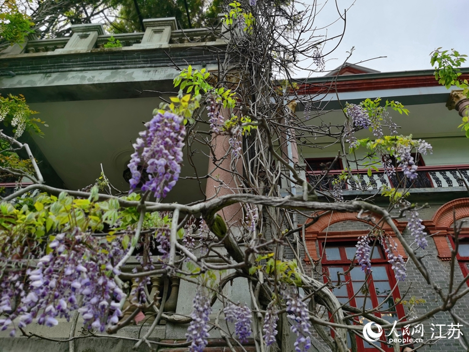 百余年前張謇種下的紫藤花開正茂。人民網記者王繼亮攝