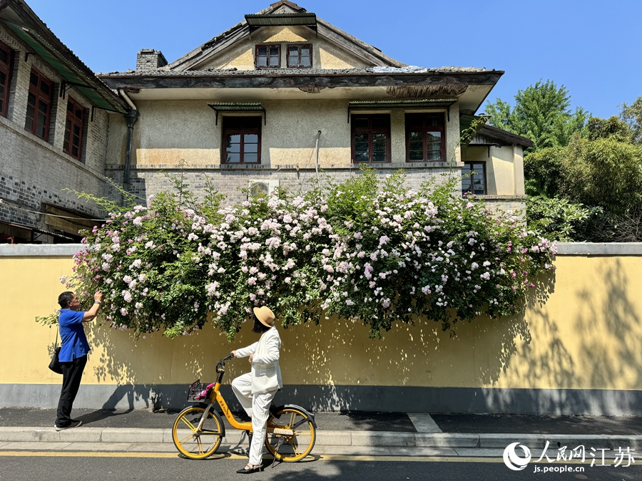 颐和路上，盛开的蔷薇花吸引市民驻足观赏。人民网记者 马晓波摄