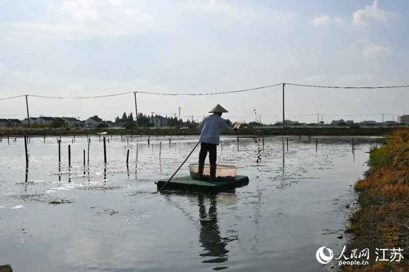 拙蟹园合作社的蟹农给蟹苗抛洒饵料。人民网 鞠峰摄