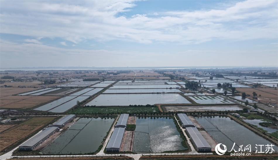 航拍高邮麻鸭养殖基地。人民网 梁明摄