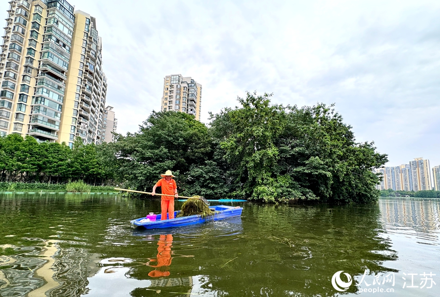 殷衍东在打捞水草。人民网记者 马晓波摄