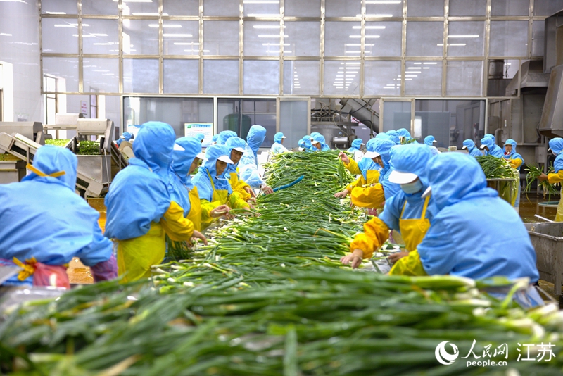 兴化市联发食品有限公司加工车间，工人清洗香葱。人民网 范尧摄