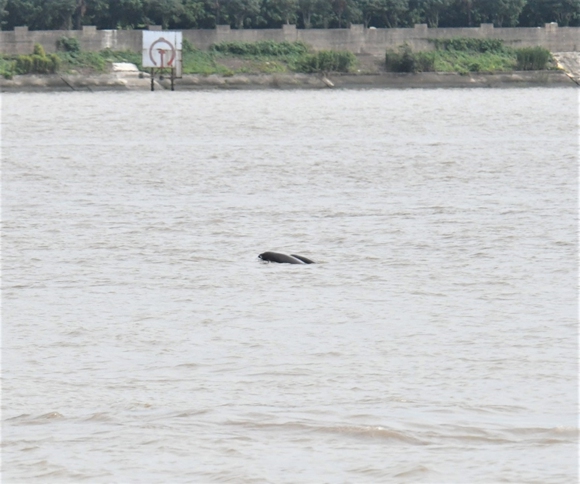 东线第一帆纪念公园附近水域，调查队发现“母子豚”逐浪戏水镜头。汪正飞摄