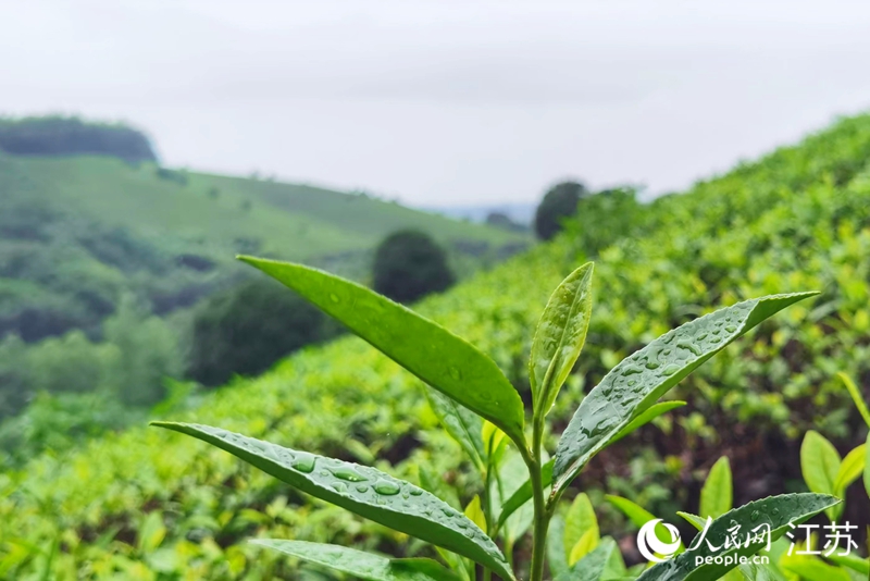 王群生的茶山上长满了茶树。人民网 江楠摄