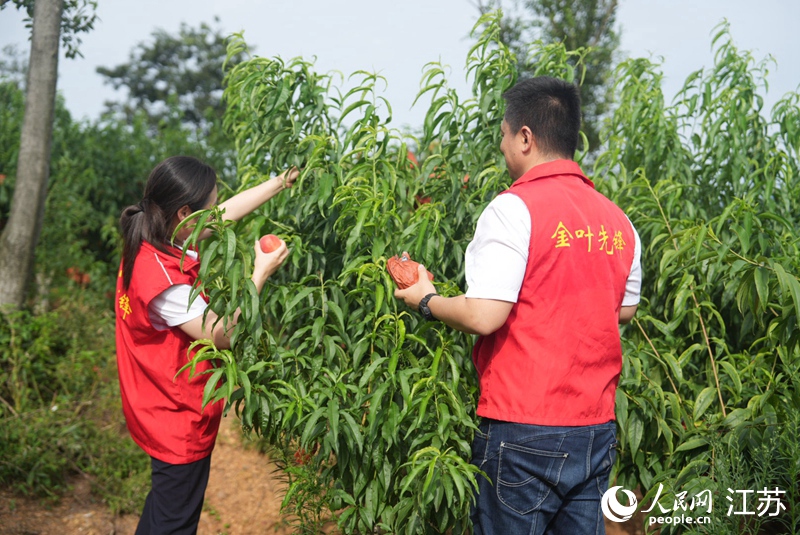 浦口烟草志愿者帮农户采摘水蜜桃。人民网 王丹丹摄