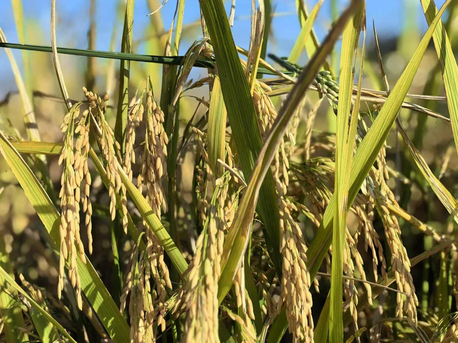 岔河镇水稻种植基地内，水稻进入成熟期。孙静摄