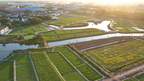 江阴市月城镇戴庄村村景。无锡组织部供图