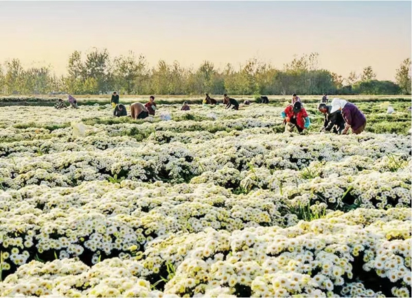 菊花采摘现场。响水县委宣传部供图