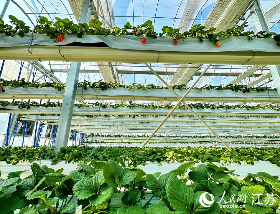 当地立体化种植的草莓。人民网 周梦娇摄　