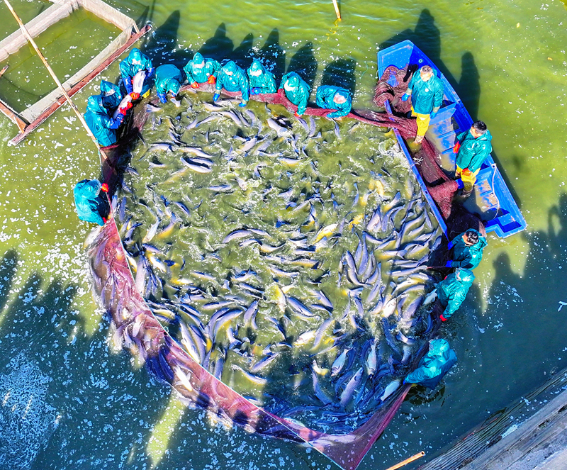 鵝湖鎮甘露青魚喜豐收。錫山區委宣傳部供圖