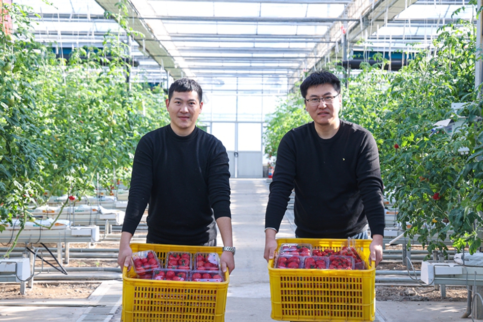 无土栽培番茄迎来新一批收获。吴成瑶 摄
