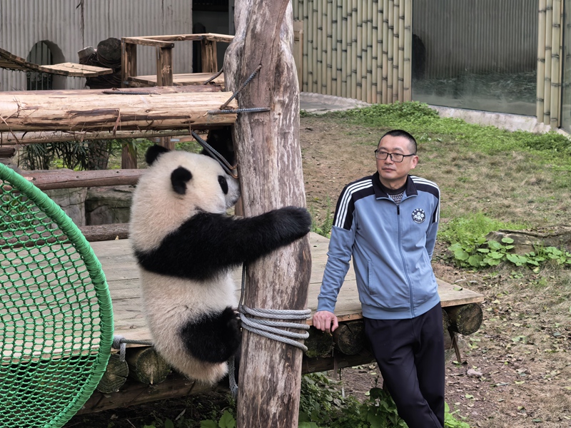 张乃成在照顾熊猫。灌南县委宣传部供图