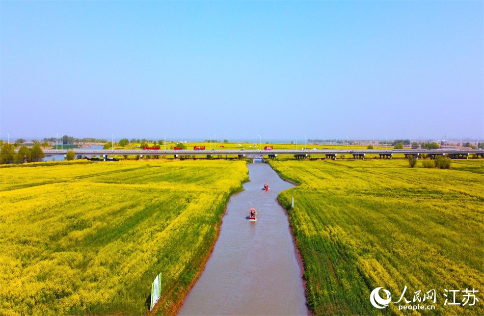 高邮湖畔油菜花开。人民网 范尧摄