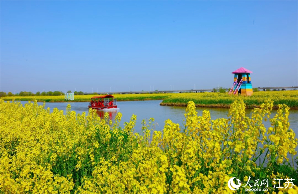 江苏高邮：“湖上花海”迎客来