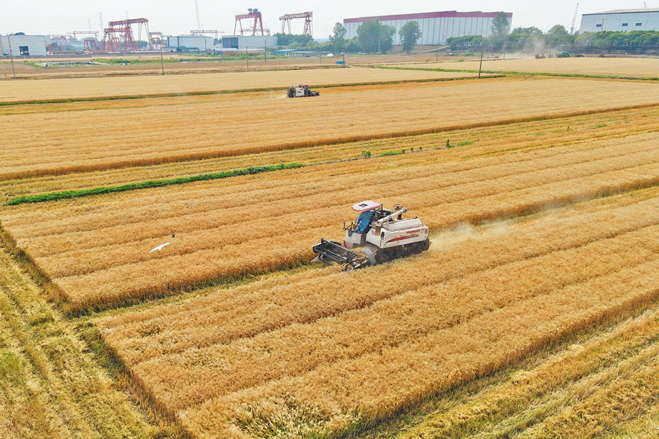 长江镇近6万亩小麦陆续进入收获期，当地农户抢抓农时开镰收割。吴树建摄