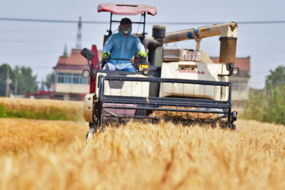 长江镇近6万亩小麦陆续进入收获期，当地农户抢抓农时开镰收割。吴树建摄