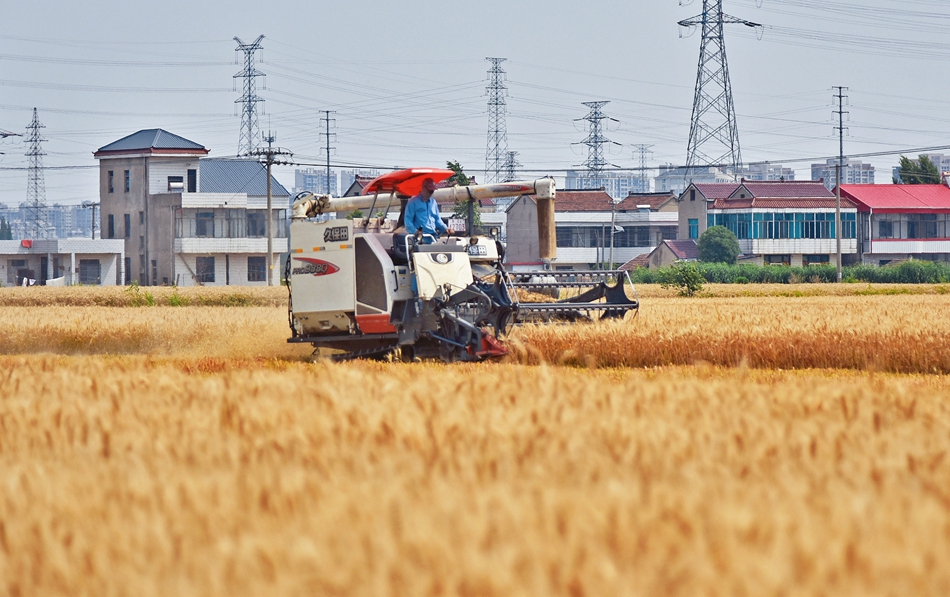 长江镇近6万亩小麦陆续进入收获期，当地农户抢抓农时开镰收割。吴树建摄