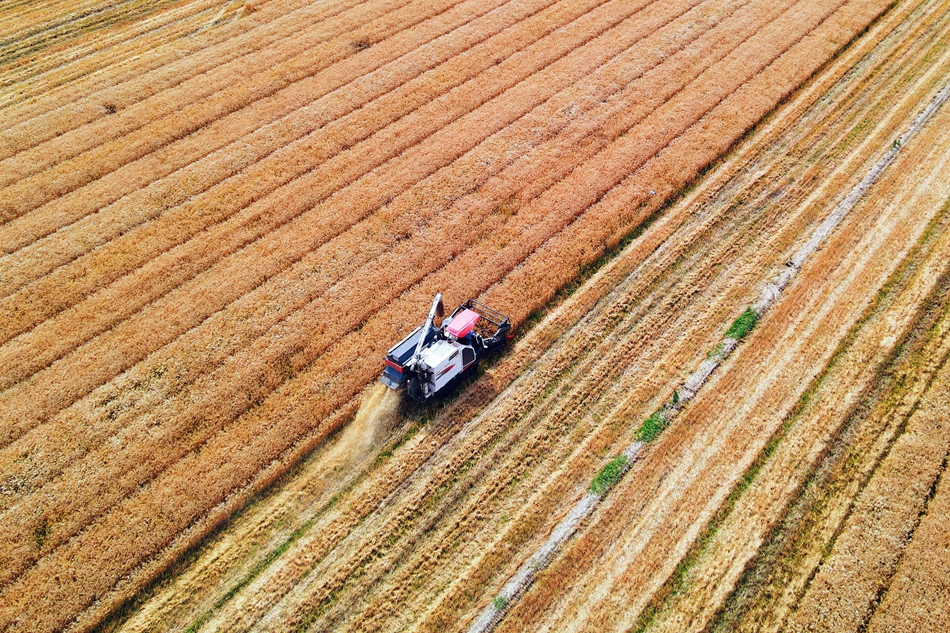 长江镇近6万亩小麦陆续进入收获期，当地农户抢抓农时开镰收割。吴树建摄