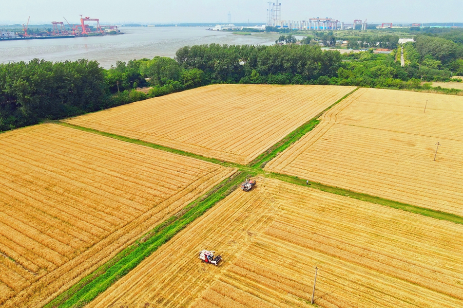 长江镇近6万亩小麦陆续进入收获期，当地农户抢抓农时开镰收割。吴树建摄