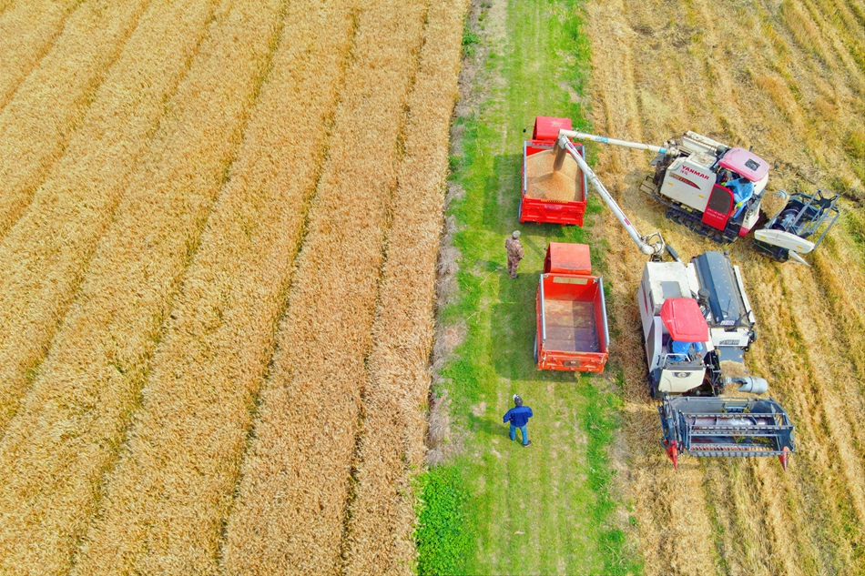 长江镇近6万亩小麦陆续进入收获期，当地农户抢抓农时开镰收割。吴树建摄